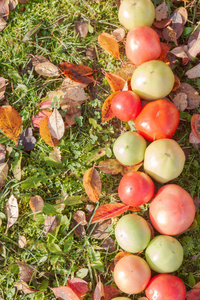 五颜六色的西红柿在秋季草叶子在晴朗的天气