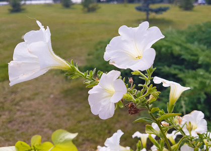 即将到来的夏天的最后的花朵, 期待即将来临的秋天。在绿色的草地和白色的天空背景下微妙的牵牛花