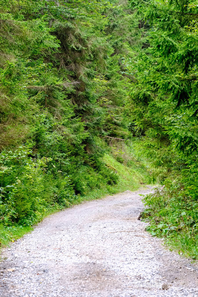 乡村森林里的乡间小石子路, 四周绿树成荫, 天空乌云密布.