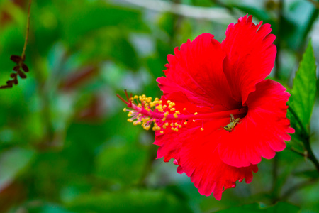 红色花芙蓉