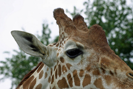 长颈鹿 Giraffa 鹿豹座 头颈部有蓝天和树顶的背景