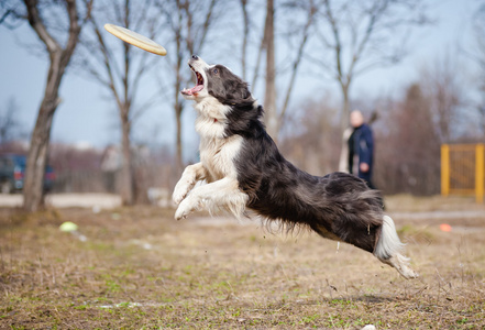 在跳跃中捕捉光盘的蓝色边境牧羊犬