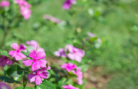 紫丁香鲜花背景