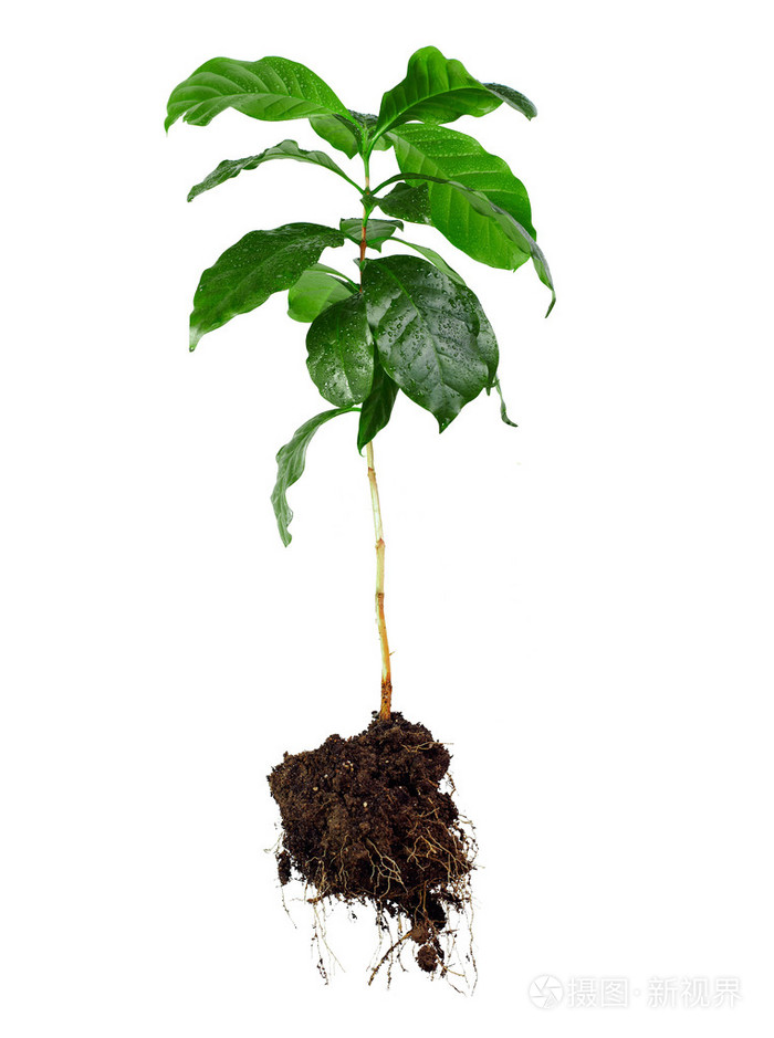 整个咖啡阿拉比卡植物的叶, 茎和根上白色隔离