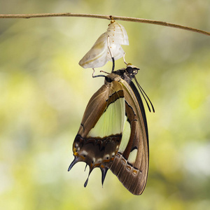 蛱蝶阿塔玛斯常见的 nawab 蝶 (polyura athamas) 从蛹,蜕变,生长挂在