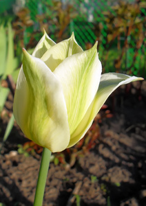 绿色郁金香花园里的关闭