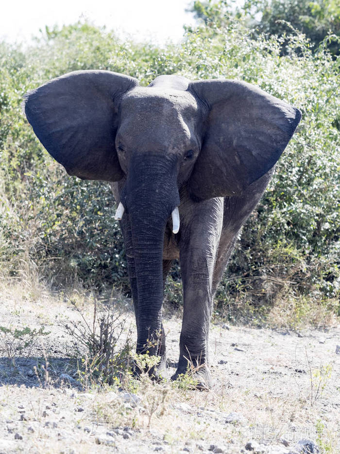 愤怒, 非洲象属基利坎贝尔, 丘比国家公园, 博茨瓦纳
