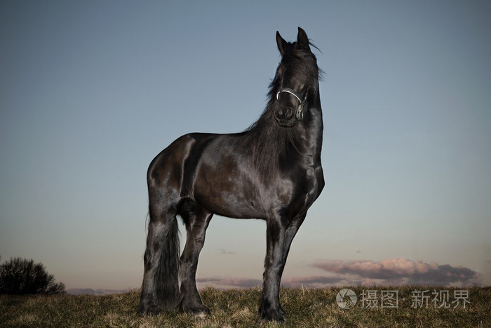 friesian 黑马