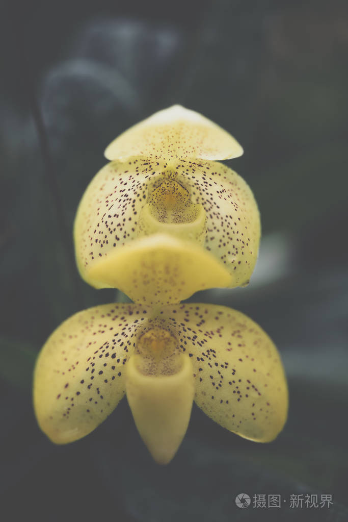 花 兰科或兰花花 黄色和橙色的颜色 自然美丽的花朵在花园里照片 正版商用图片0adn7f 摄图新视界
