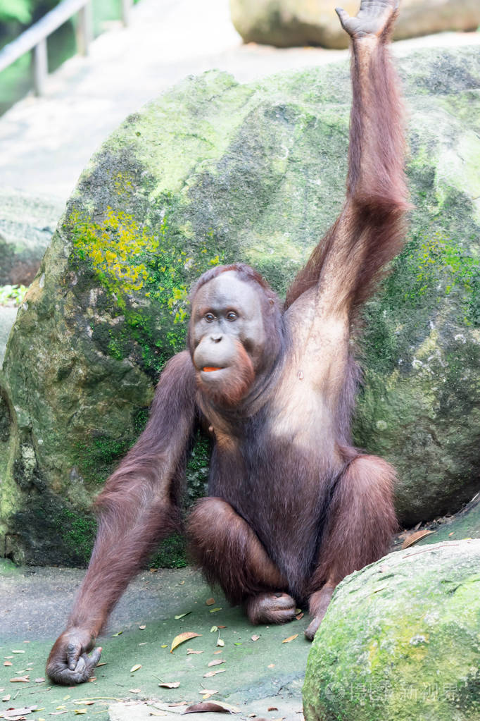 一种常见的黑猩猩潘氏, 在动物园里举起手吃水果.