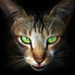 大头猫图片