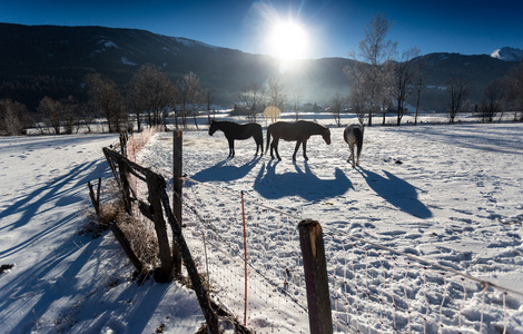 三匹马在室外围场在下雪天