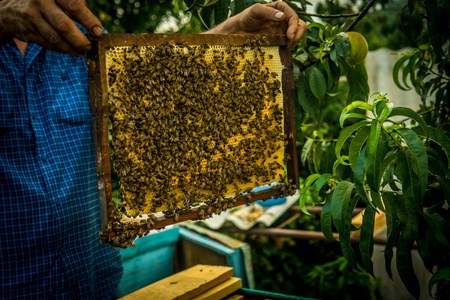 养蜂人保持架的蜂窝和工作的蜜蜂