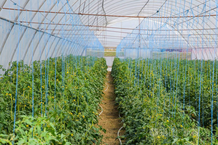 把西红柿绑在温室的行列里.番茄幼苗.在温室里种植西红柿.seedlin