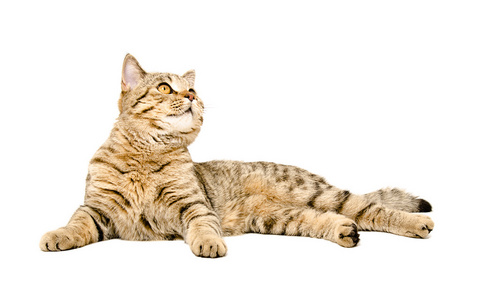 平静的躺着猫图片