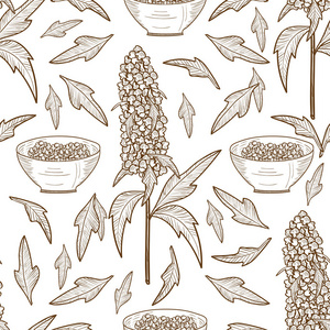 微量元素植物藜麦.素描.背景, 墙纸, 无缝.简单.背景白色照片