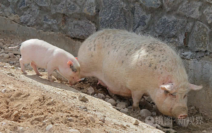 猪和小猪在户外阳光灿烂的夏天一天