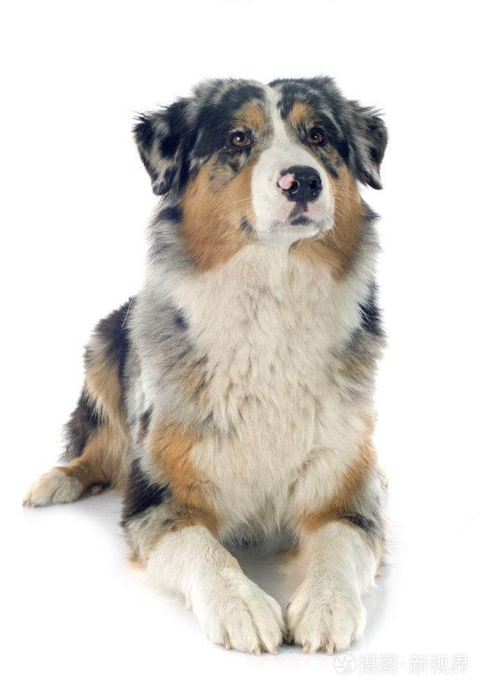 澳大利亚牧羊犬照片-正版商用图片0advud-摄图新视界