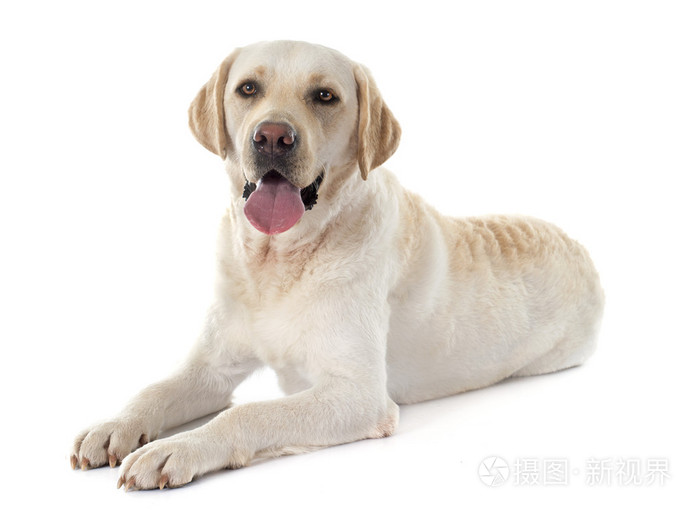 拉布拉多犬照片 正版商用图片0adxhl 摄图新视界