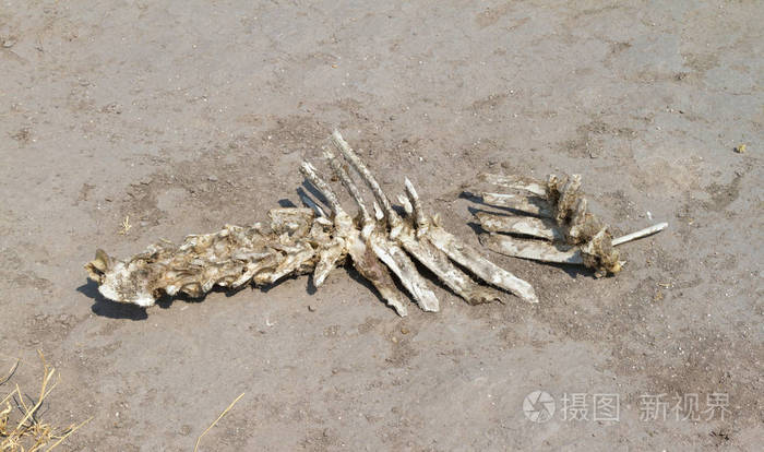 在卡拉哈里沙漠中的动物脊柱