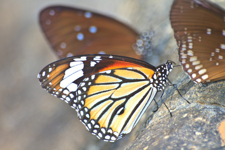 美丽的蝴蝶在石头上