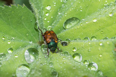 闪闪发光的甲虫与水滴在它的背部