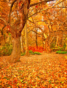 在公园里的漂亮秋季现场