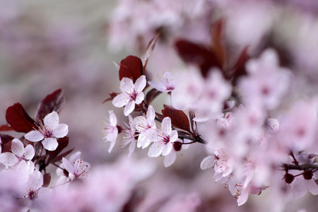 日本樱桃的花朵