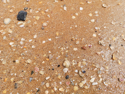 在湿的沙滩上的贝壳