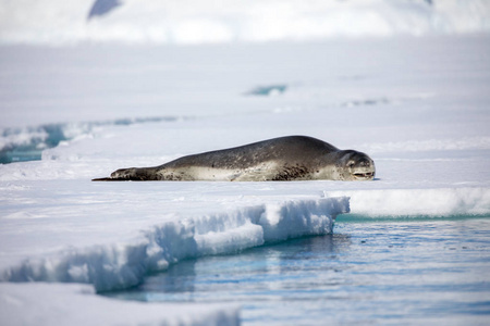 海豹和海狮坐在南极太阳下的岩石上海洋