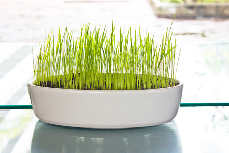 草绿盐角草图片