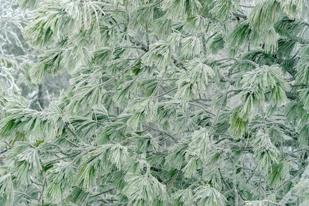 冬天轻背景松树分枝覆盖了霜