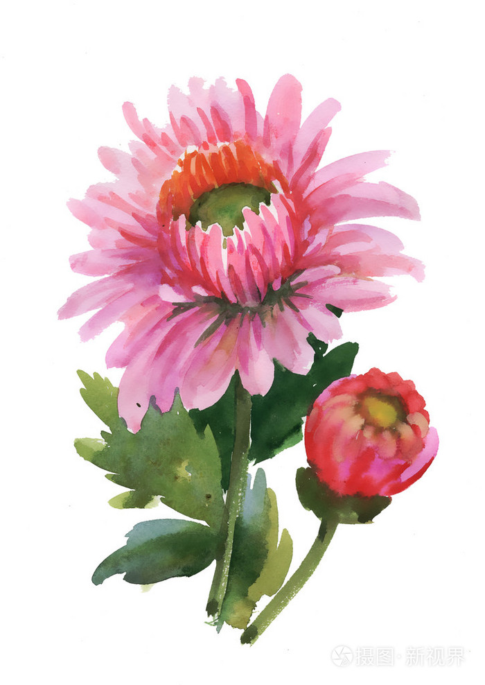 水彩粉红色的花朵