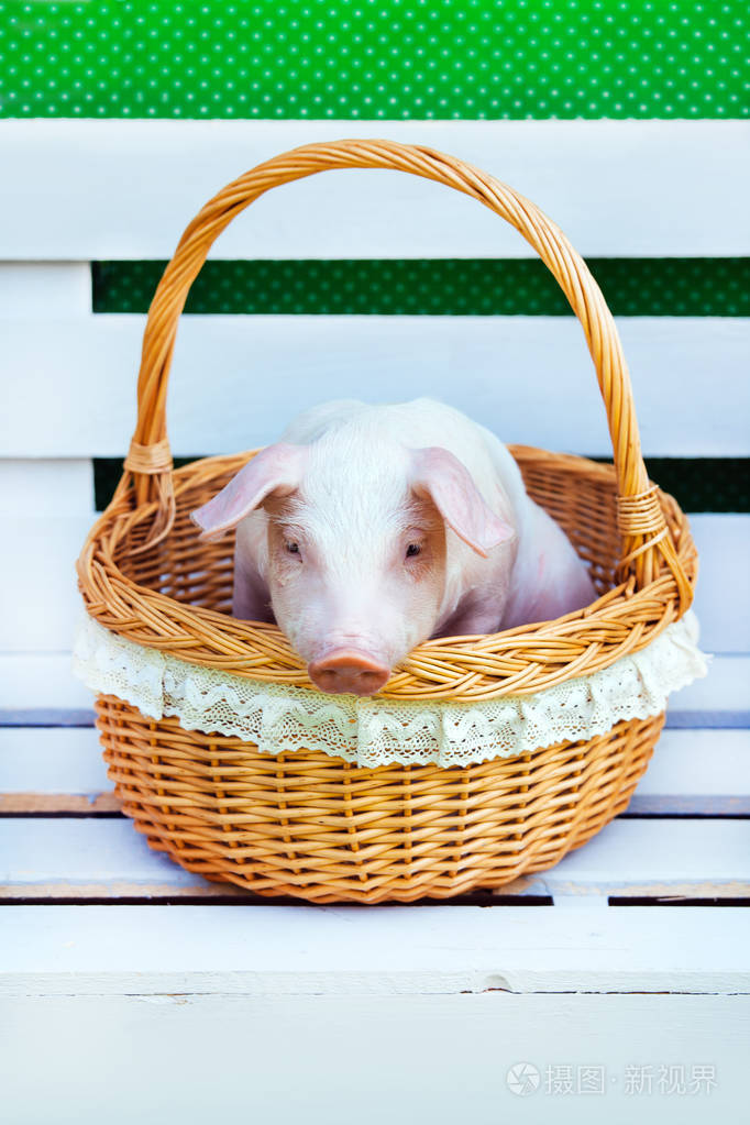 一只白猪坐在柳条篮里白色背景可爱的小小猪