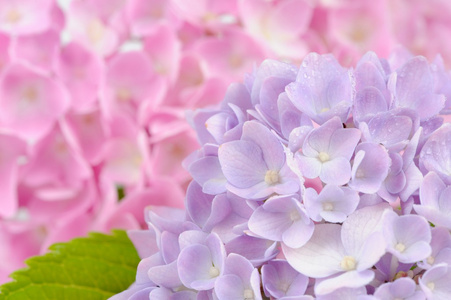 美丽的紫色和粉色绣球花照片