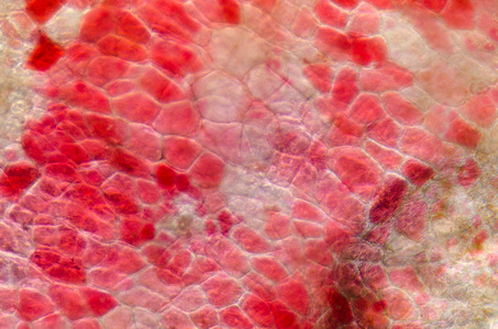 显微镜下红樱桃水果果皮