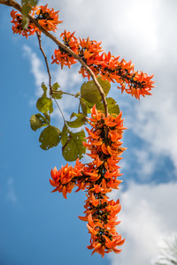 火焰树花，非洲郁金香树，火警铃，Fouain 树，佛罗里达州
