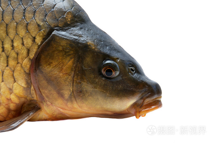 鲤鱼头白色背景上孤立