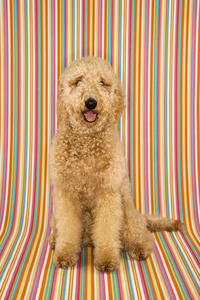 goldendoodle 狗条纹背景上