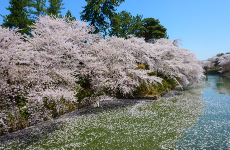 在弘前公园樱花