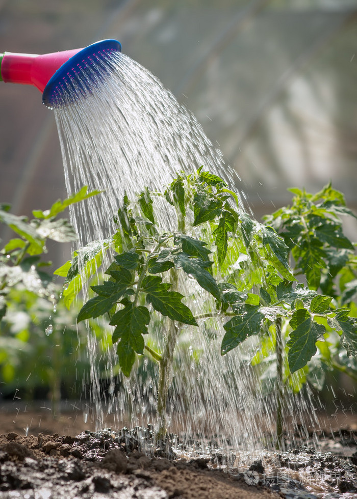 浇水番茄