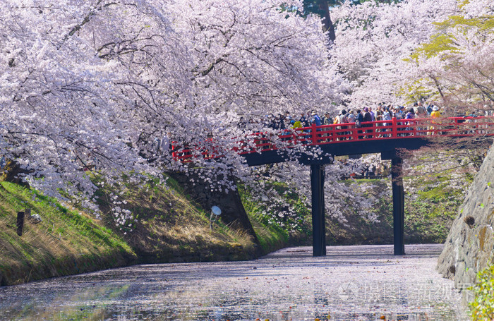 在弘前公园樱花