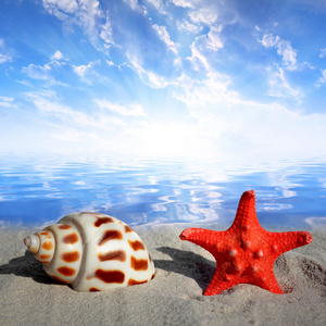 海星海螺壳图片