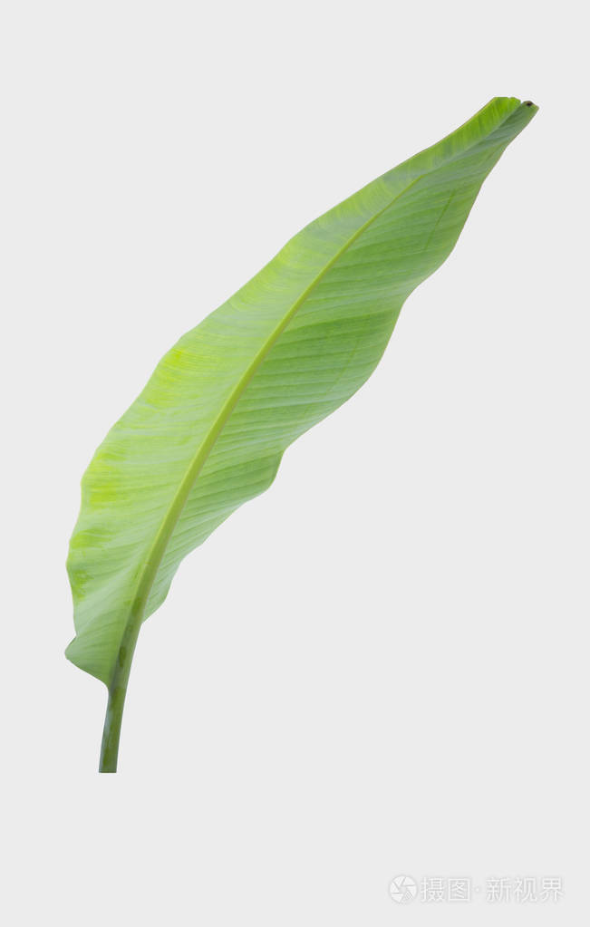 香蕉叶使用修剪路径在白色背景上隔离