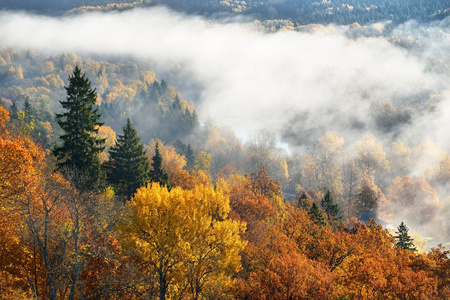 在秋天，五颜六色的森林小丘覆盖着雾气。拉脱维亚锡古尔达