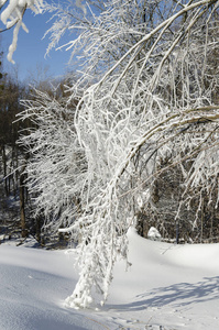 冬季景观, 雪漂流和冰冷的树木在一个阳光明媚的寒冷的日子, 特写