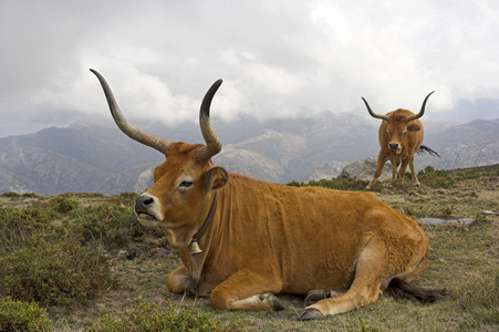 山半野生牛只照片