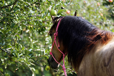 农村吃席在农村动物农场苹果树下吃苹果的摩根母马照片