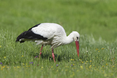 白鹳在自然栖息地寻找食物照片