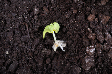 棉花种子发芽并准备播种照片